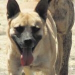 ANIMALES (2)