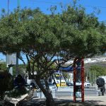 ARBOLES (1)