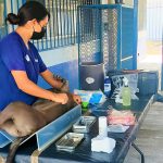 ESTERILIZACIONES (3)