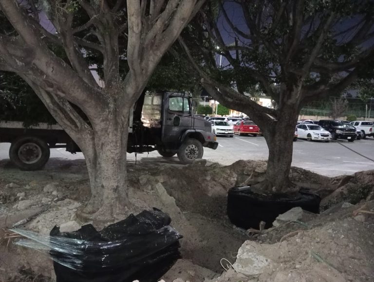 Serán trasplantados no talados