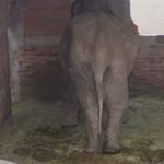ELEFANTE (7)
