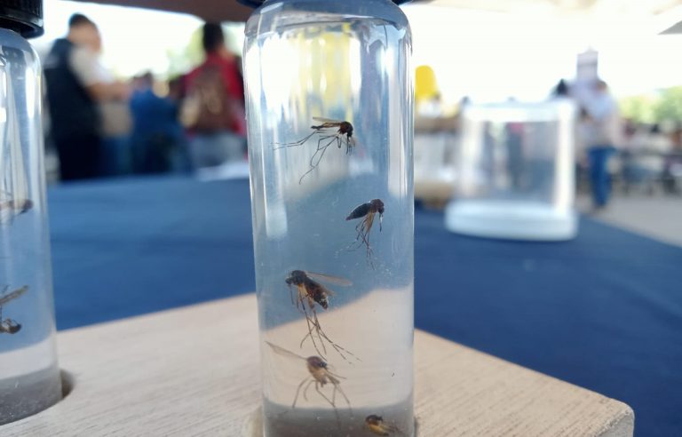 Hay 5 casos de dengue Hay 5 casos de dengue