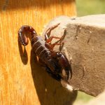21 04 24 JCR LOCAL ALACRANES (2)