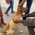 LIBERTAD ADOPCION (3)
