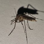 22 06 2024 BM REG PURÍ Dengue (1)