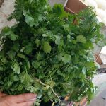 AUMENTA PRECIO DEL CILANTRO (5)(1)
