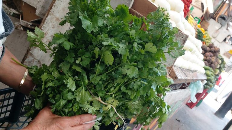 Esperan alza al precio del cilantro