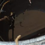 DENGUE (3)