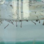 DENGUE (3)