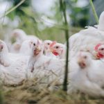 H5N1