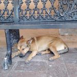 14 07 24 BM REG PURÍ PERRITOS (1)