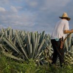 Back view of a farmer in a straw hat harvesting an agave plant in the countryside