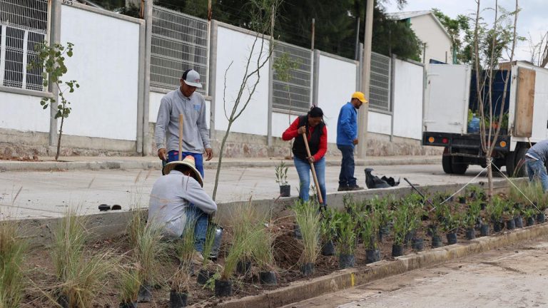 Reforestarán con 1,200 árboles Reforestarán con 1,200 árboles