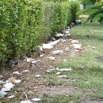 BASURA (1)