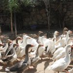 GANSOS (1)