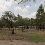 REFORESTACION (1)