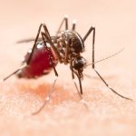 Close-up of a mosquito on human skin