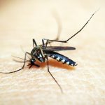 DENGUE (1)