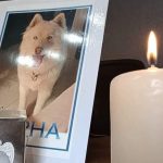 PERRITO ALPHA