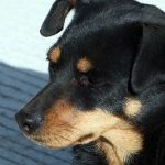 VETERINARIO (2)