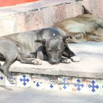 VETERINARIO (3) – copia