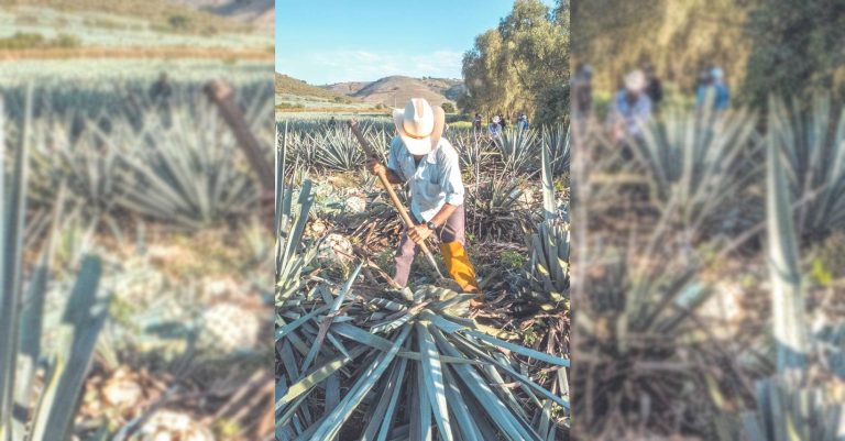 Mezcal que enorgullece a Guanajuato