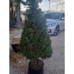RECICLAN ARBOL (1)