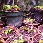 EMPRENDEDORES DE PLANTAS CARNIVORAS (3)