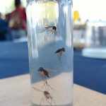 DENGUE