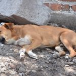 PERROS (4)