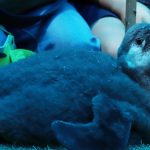 PINGUINOS BEBE (12)
