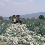 AGAVES (FOTOS ESPECIALES) (2)