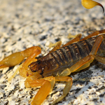 ALACRANES (1)
