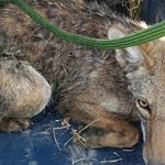 ANIMALES LIBERADOS (1)