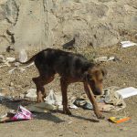 SACIONES (MALTRATO ANIMAL)JPG (2)