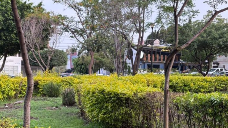 Hay peligro de caída de árboles y en parques de la ciudad