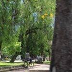 ÁRBOL (PARQUE HIDALGO). (4)