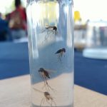 DENGUE (1)