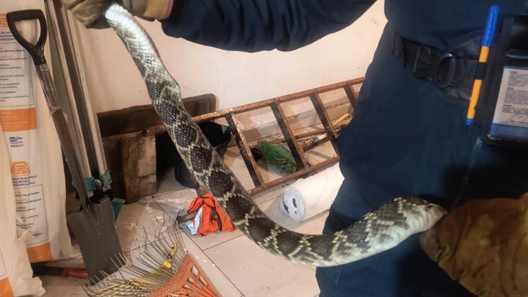 Serpiente de un metro invade hogar en Colinas del Carmen