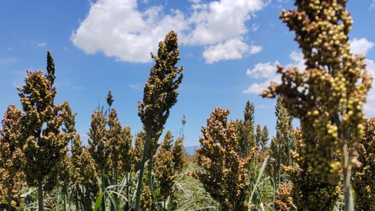 Protegen con seguro a agricultores afectados