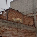 MALTRATO (2)