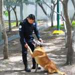 PERRITO – copia