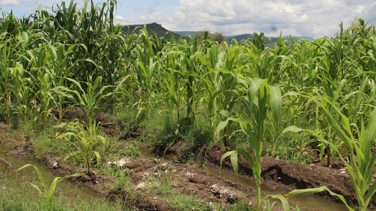 Aseguran al cultivo y al ganado