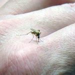 DENGUE (1)