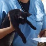 ESTERILIZACONES (2)
