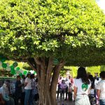COLECTIVO