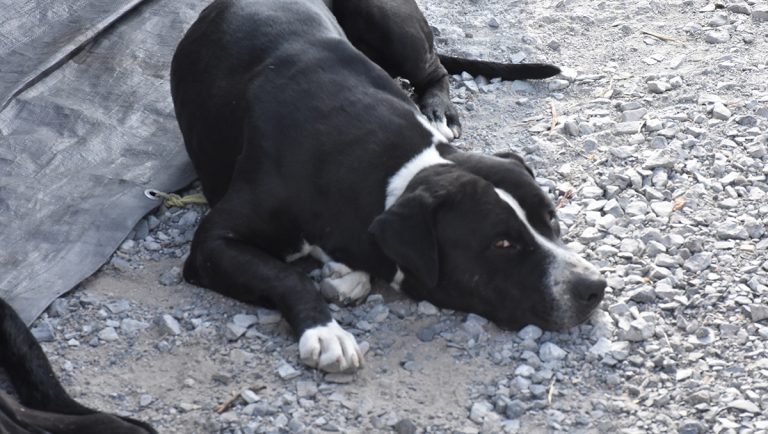 Aprueban propuesta para proteger a animales