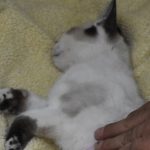 GATOS (3)