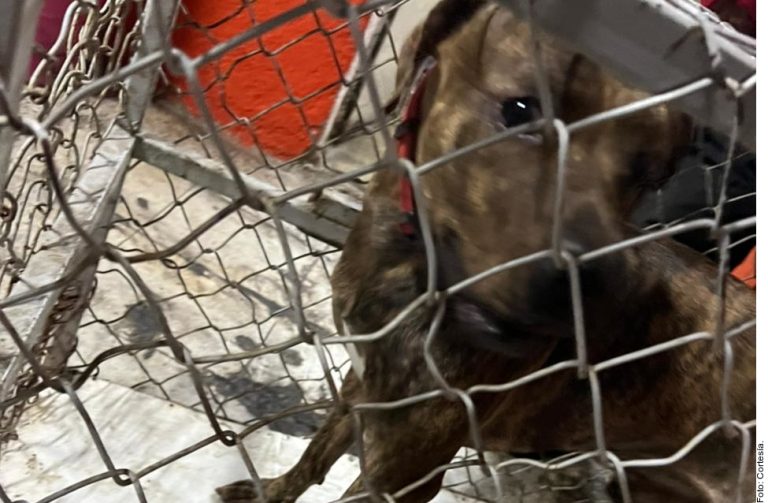 Muerde perro a su rescatista en la cabeza, en Guadalajara