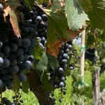 VIÑEDOS